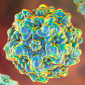 Лечение парвовирусного энтерита у собак